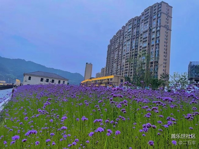 #歡樂(lè)時(shí)光——邂逅紫色