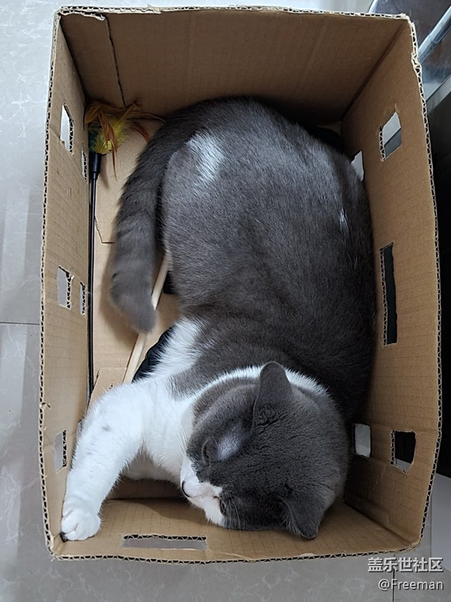 【我的毛孩子】箱猫