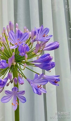 清水出芙蓉，天然去雕飾