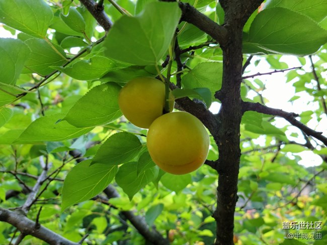 【夏日果實】果實