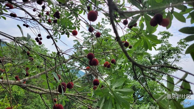 【我拍了拍夏天】夏季水果
