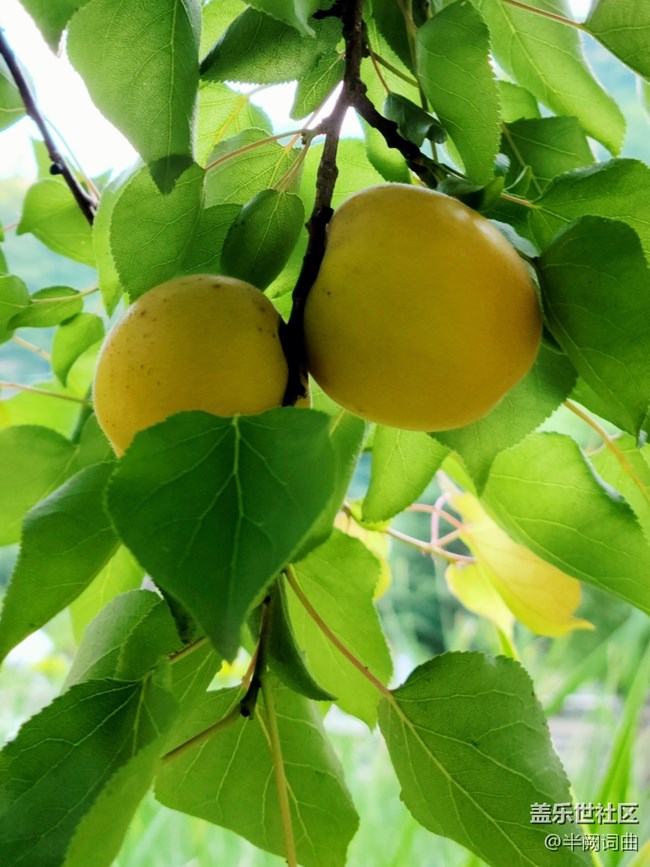 【夏日果實】果實