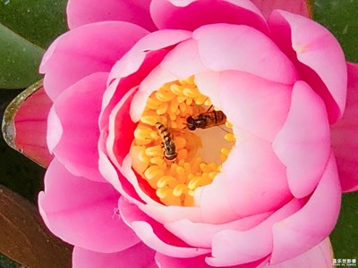 已開獎【蓋樂世影像周賽第297期】——不期而遇的美好