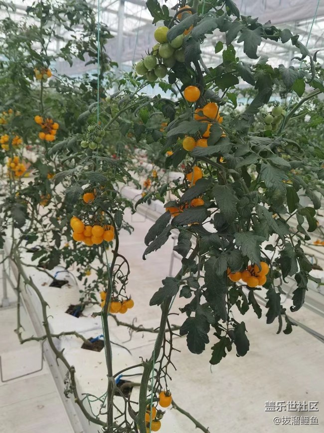 【夏日果实】番茄基地