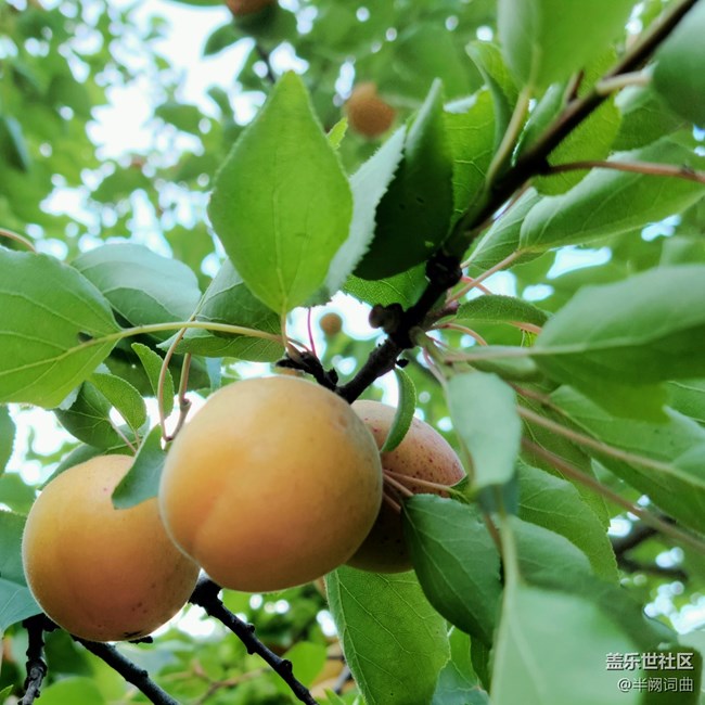 【夏日果實】果實