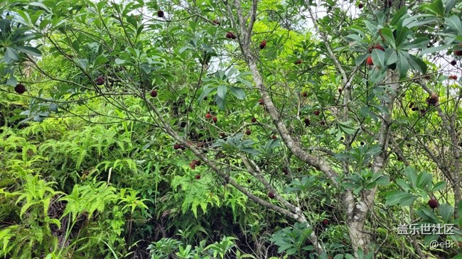 【我拍了拍夏天】夏季水果