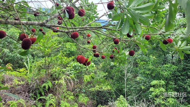 【我拍了拍夏天】夏季水果