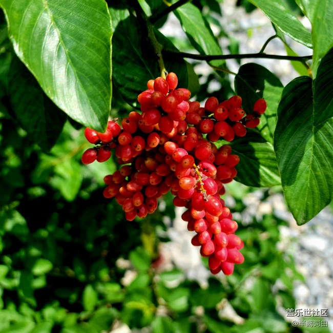 【夏日果實】果實