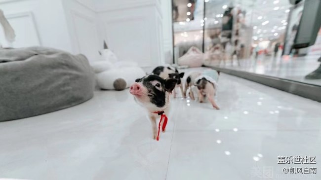 沈陽星部落寵物攝影&端午觀影活動(dòng)招募中