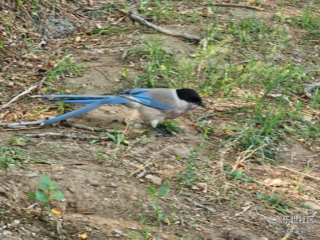 【珍貴的一天】撿到喜鵲要見喜慶