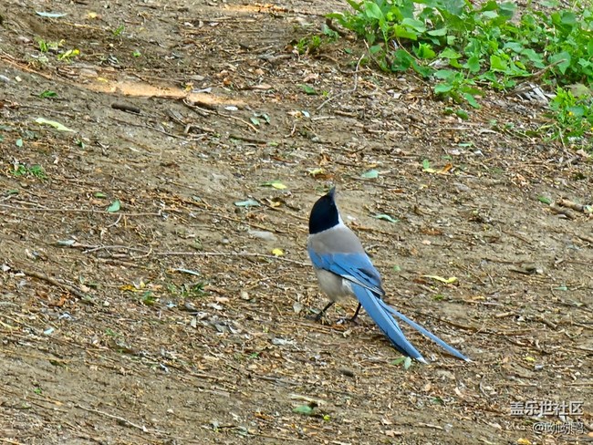 【珍貴的一天】撿到喜鵲要見喜慶