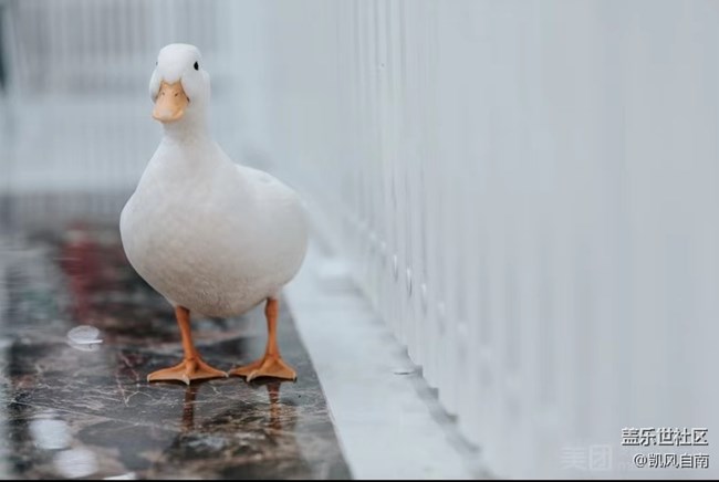 沈陽星部落寵物攝影&端午觀影活動(dòng)招募中