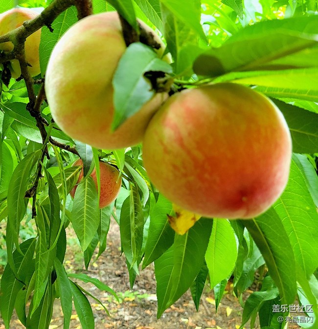 【夏日果實(shí)】桃子