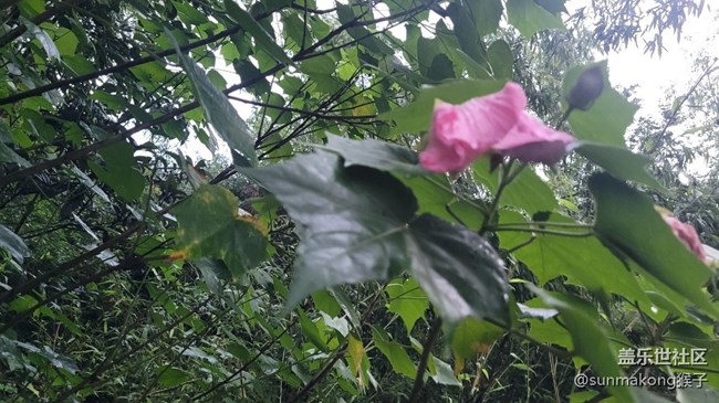 【我拍了拍夏天】風(fēng)景