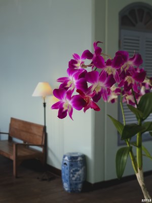 【鏡頭里的夏天】鮮花