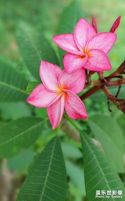 【留住精彩】紅色雞蛋花