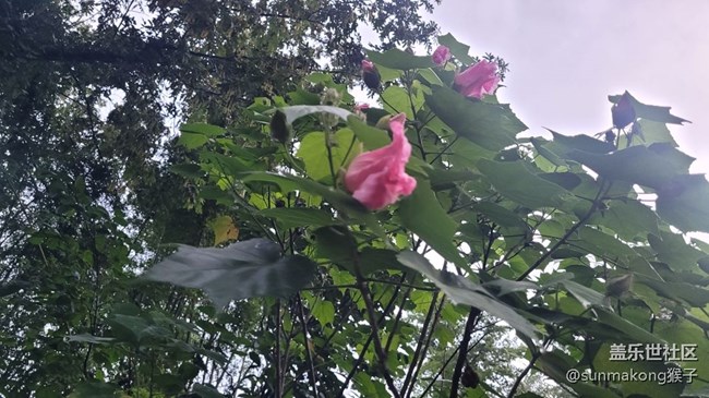 【我拍了拍夏天】風(fēng)景