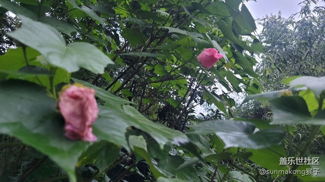 【我拍了拍夏天】風(fēng)景