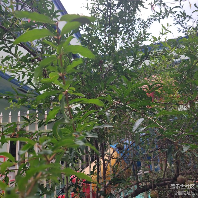 【夏日果實】石榴