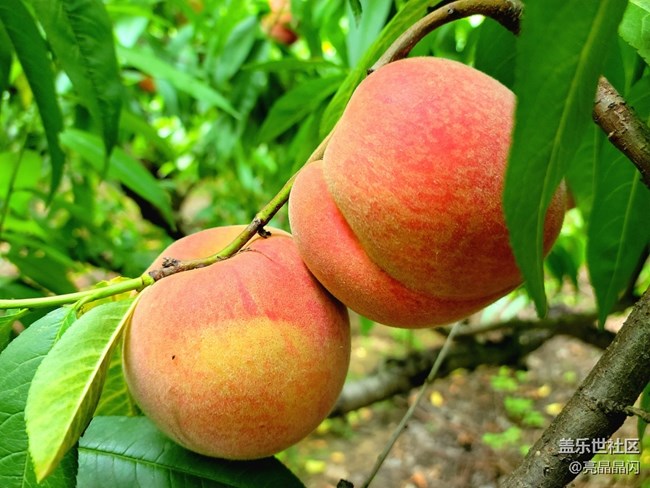 【夏日果實(shí)】桃子