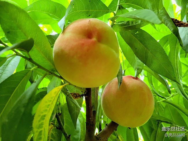 【夏日果實(shí)】桃子