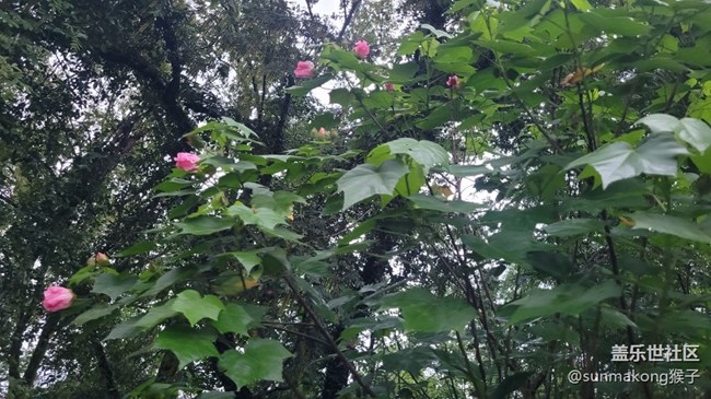 【我拍了拍夏天】風(fēng)景
