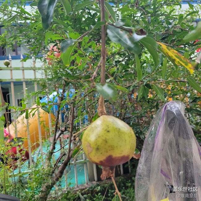 【夏日果實】石榴