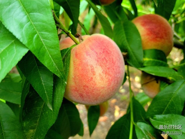 【夏日果實(shí)】桃子