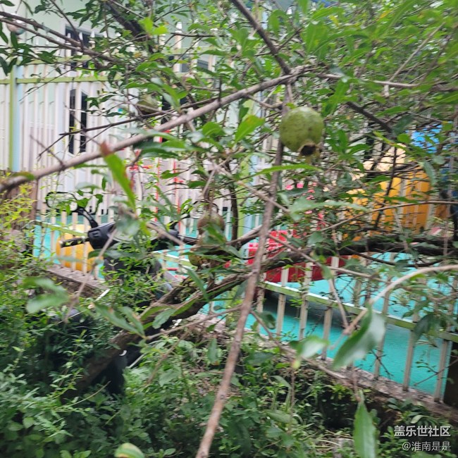 【夏日果實】石榴