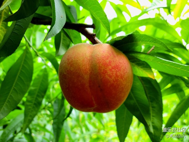 【夏日果實(shí)】桃子