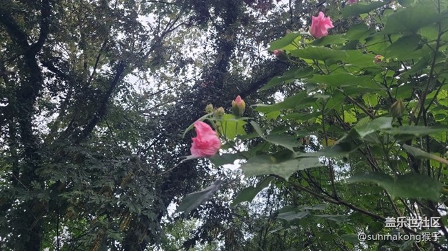 【我拍了拍夏天】風(fēng)景