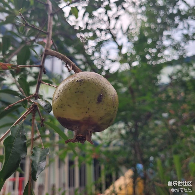 【夏日果實】石榴