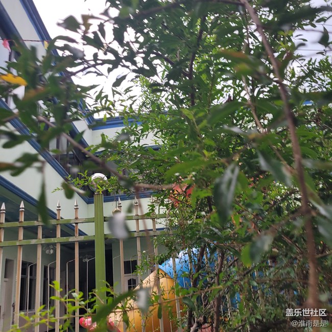 【夏日果實】石榴