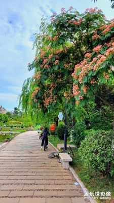 【鏡頭里的夏天】+合歡花開