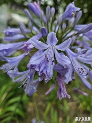 公園里的花