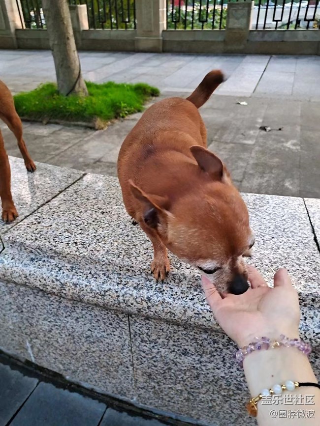 【我的毛孩子】兩個(gè)狗