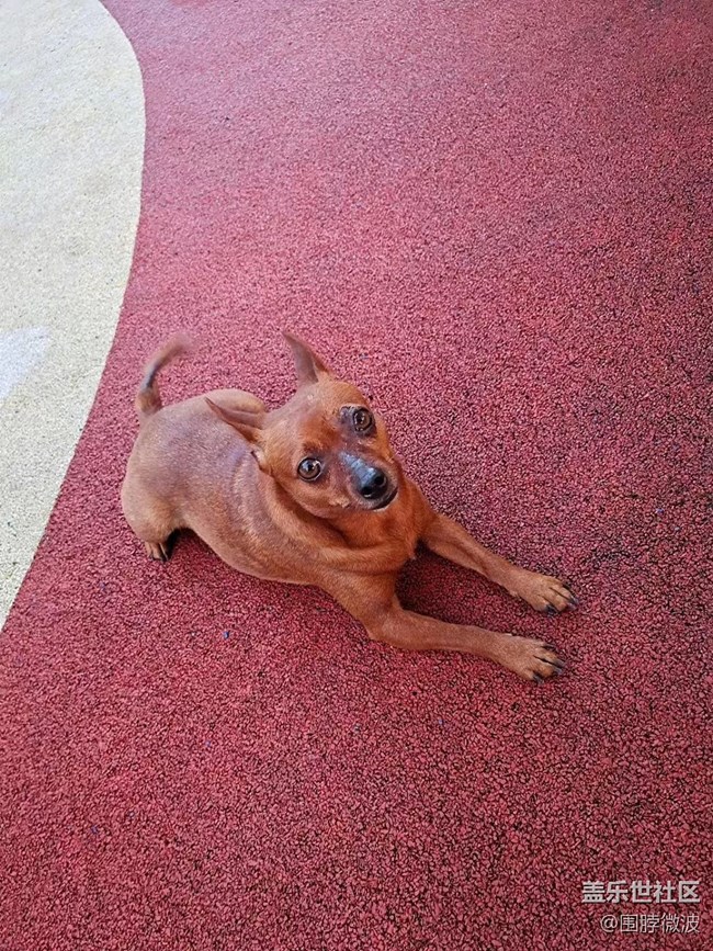 【我的毛孩子】兩個(gè)狗