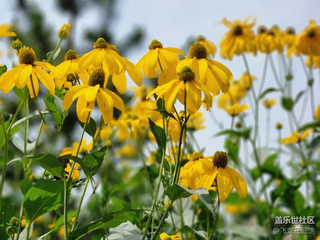 #歡樂時(shí)光——花之語