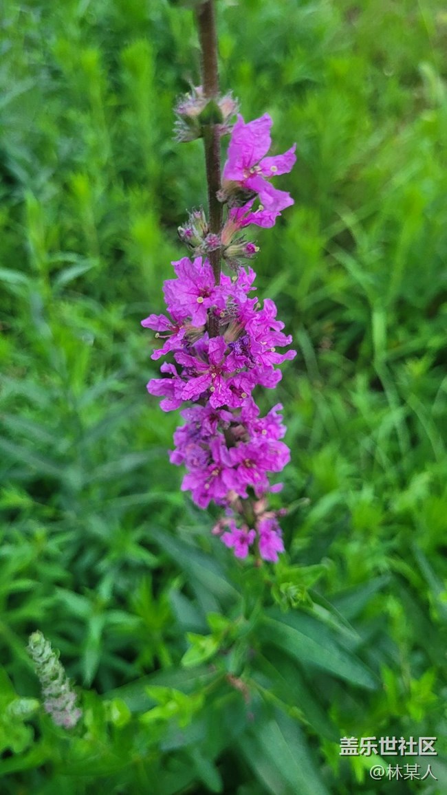 【我拍了拍夏天】千屈菜