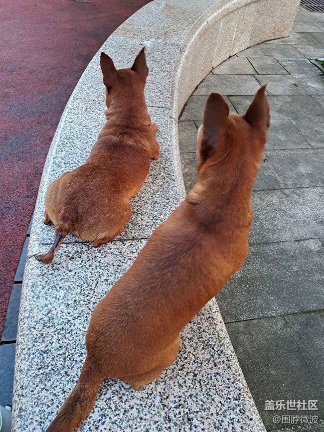 【我的毛孩子】兩個(gè)狗