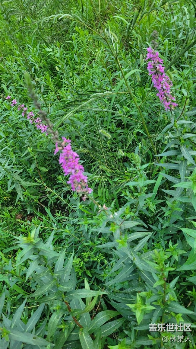 【我拍了拍夏天】千屈菜