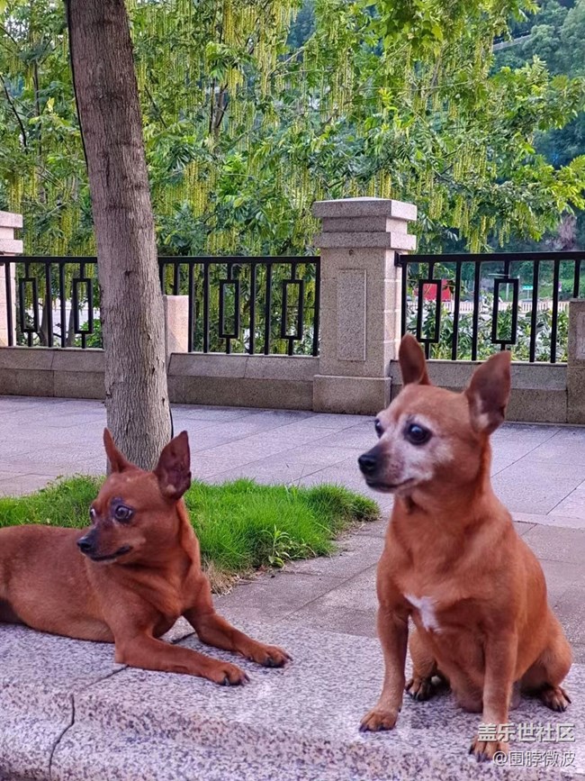 【我的毛孩子】兩個(gè)狗