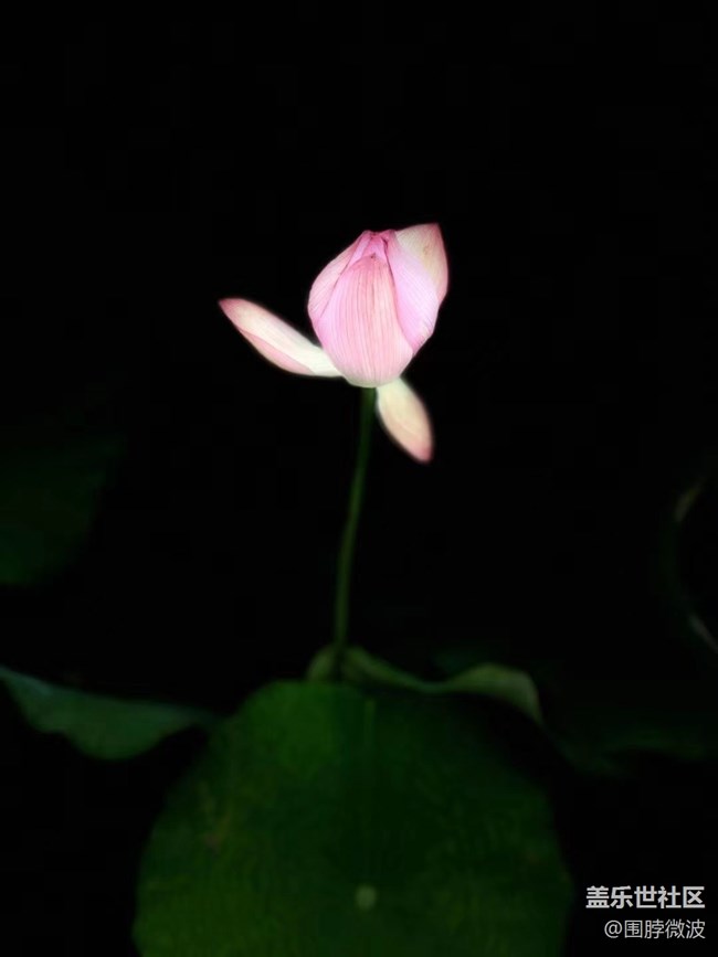 【我拍了拍夏天】荷花