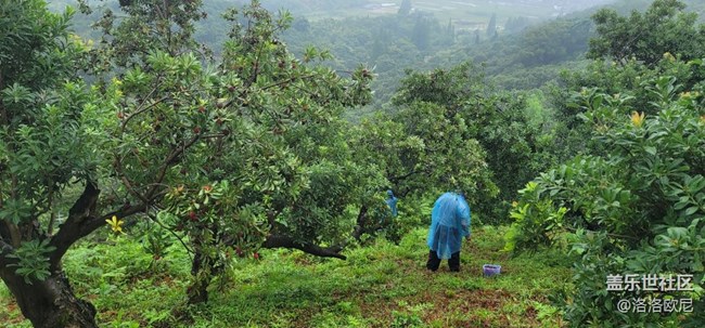 【618楊梅采摘樂】好快心?，又能玩又有獎(jiǎng)品領(lǐng)