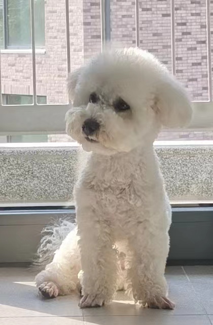 【我的毛孩子】+可愛的小比熊
