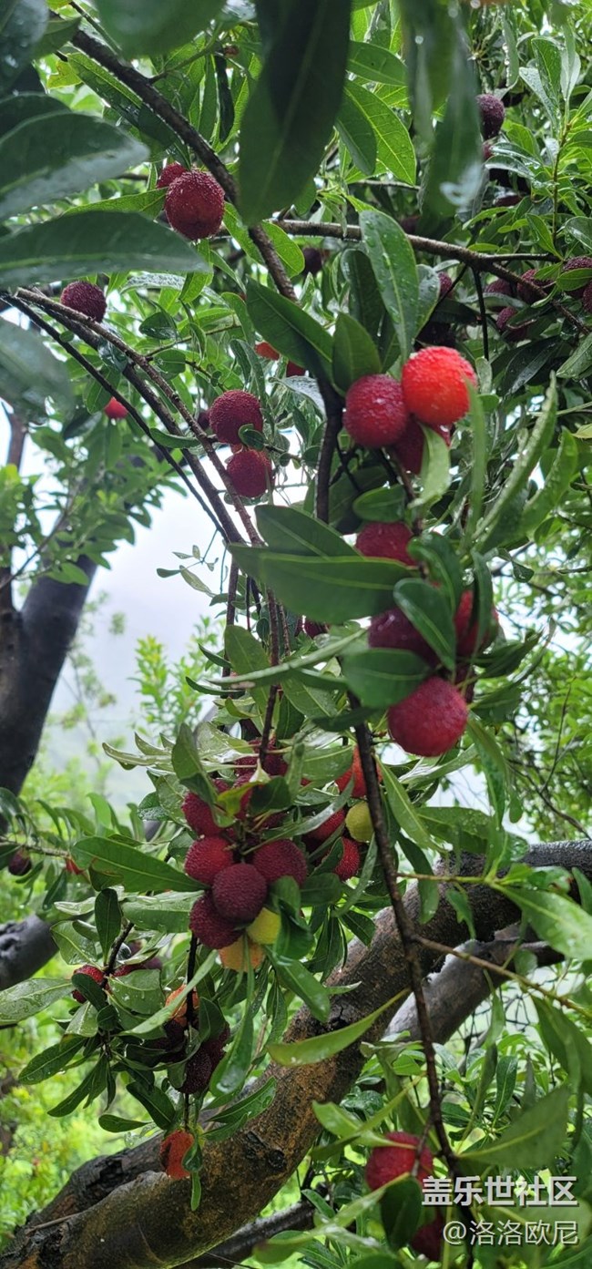 【618楊梅采摘樂】好快心?，又能玩又有獎(jiǎng)品領(lǐng)