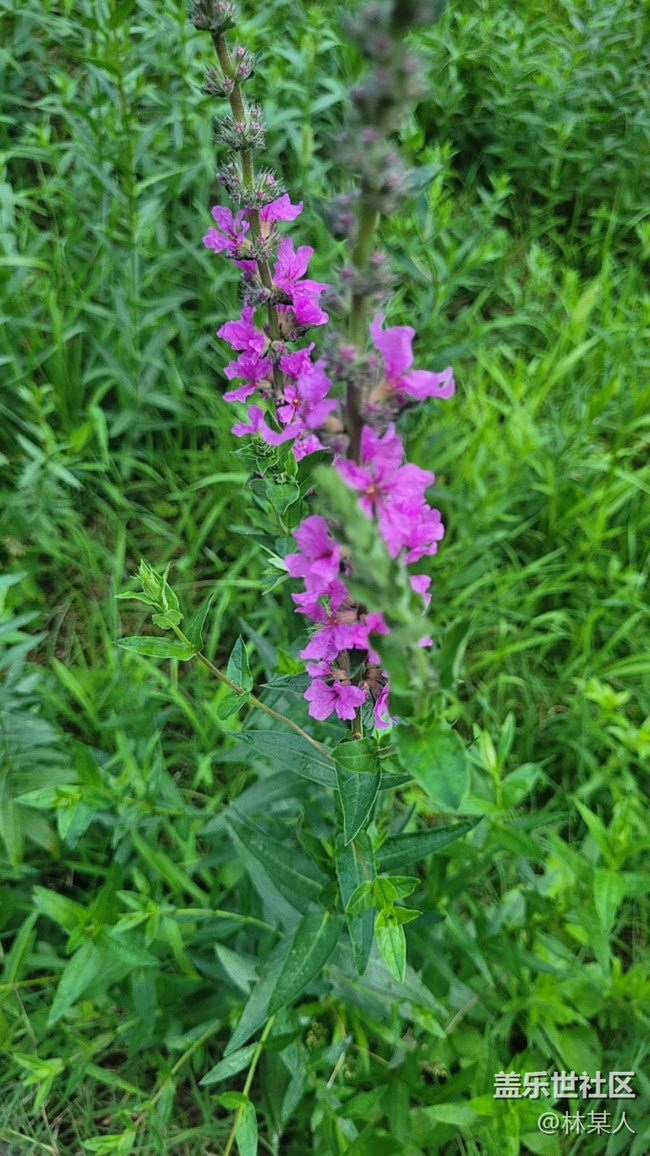 【我拍了拍夏天】千屈菜