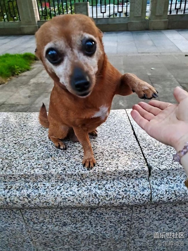 【我的毛孩子】兩個(gè)狗