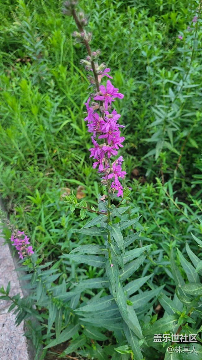 【我拍了拍夏天】千屈菜