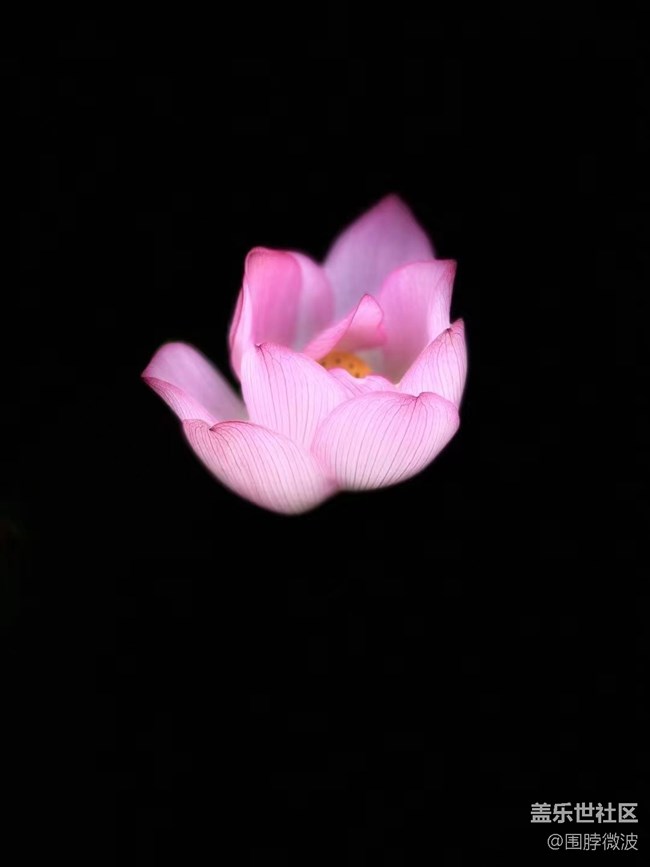 【我拍了拍夏天】荷花